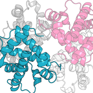 Protein structure levels (figure from doctoral thesis).<br><br>Caption: The four levels of protein structure, using haemoglobin (PDB code 1BUW) as an example case. The primary structure of a protein is its amino acid sequence. The secondary structure refers to local regions of regular conformation. The way the whole protein chain folds up into a three-dimensional structure is known as tertiary structure. Quaternary structure is only applicable to proteins formed of multiple chains, and refers to how these chains interact with each other.